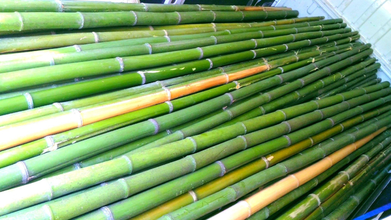 Canne di bambù bambu con diametro da 1 cm. fino a 10 c